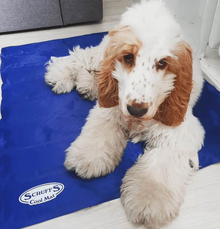 The 6 Best Dog Cooling Mats Australia Tested & Evaluated 2024