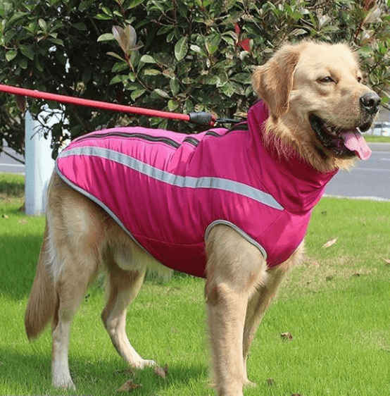 The 5 Best Dog Raincoats Australia Tested & Evaluated 2024