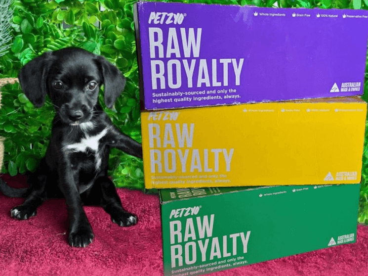 The 6 Best Raw Dog Food Delivery Subscriptions in Australia
