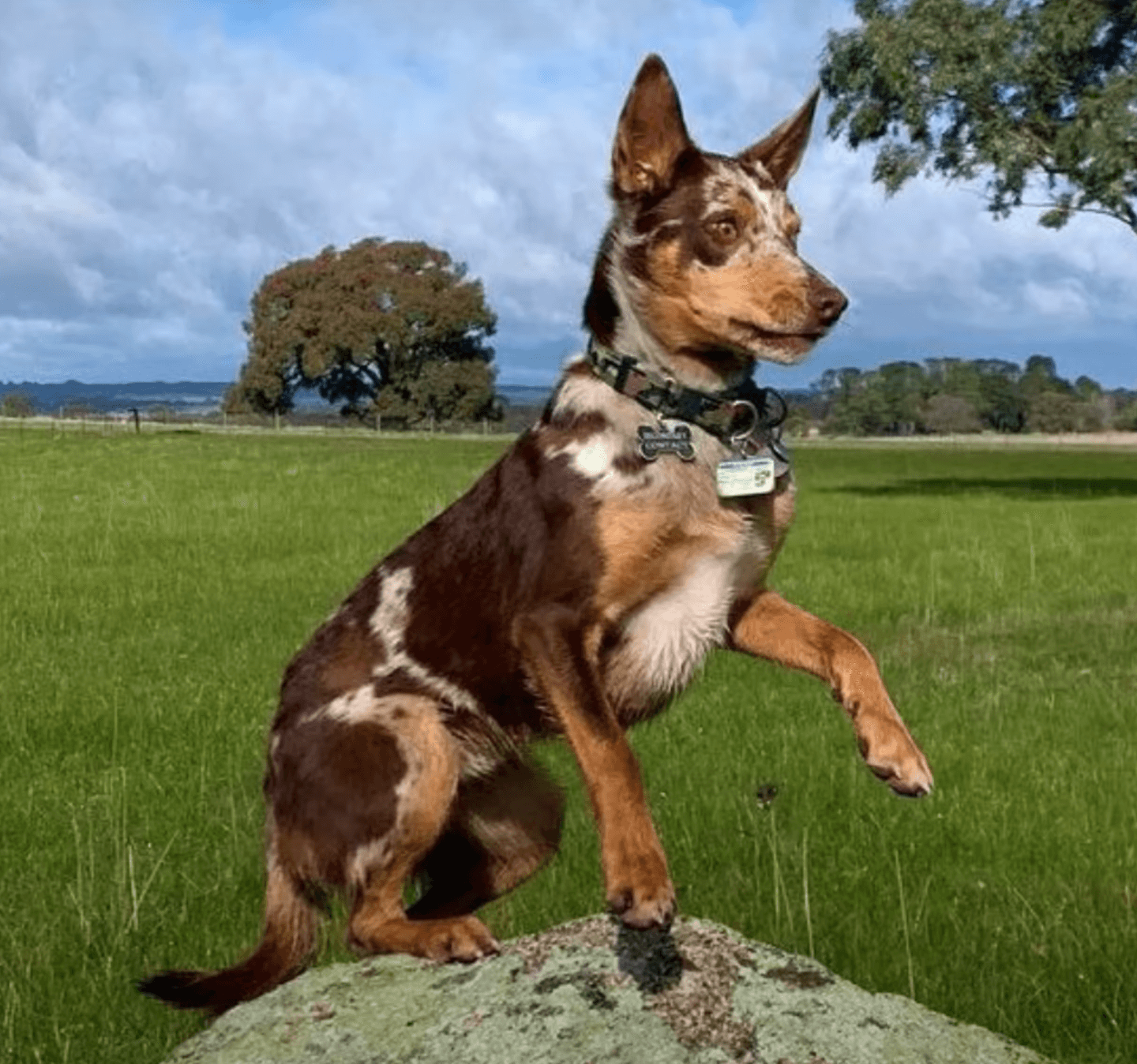 The Longest Living Australian Dog Breeds