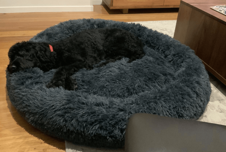 The 7 Best Calming Dog Beds Australia Tested & Evaluated 2023