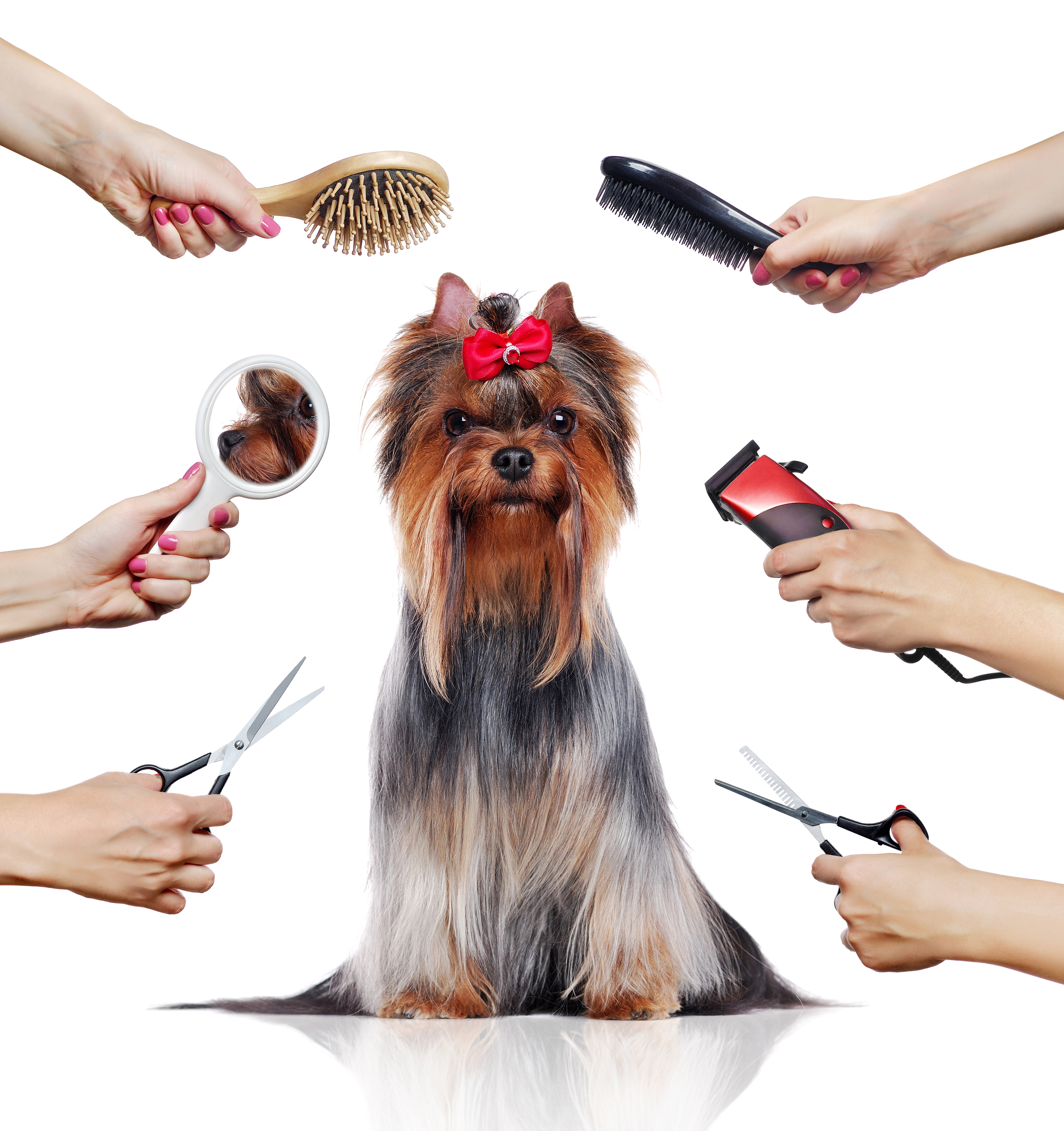 Testimonials Gentle Touch Pet Grooming