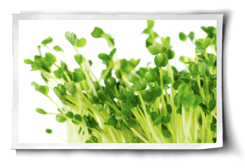 Sprouting An Easy Healthy Guide
