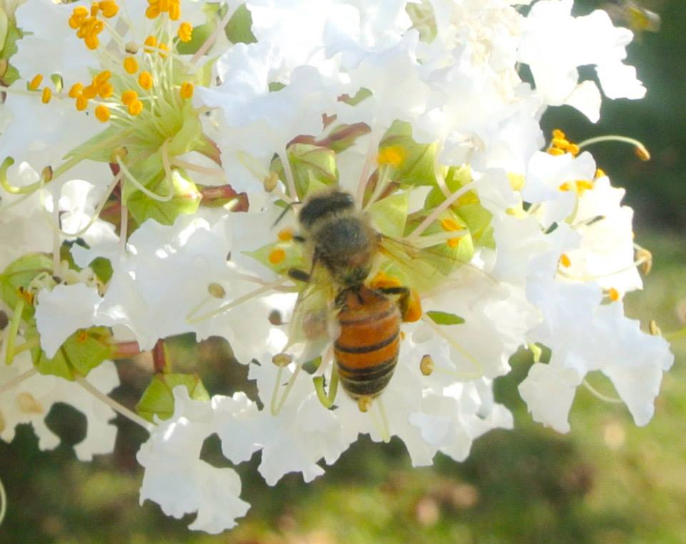 Sunrise Honey Genuine MississippiGenuine Mississippi