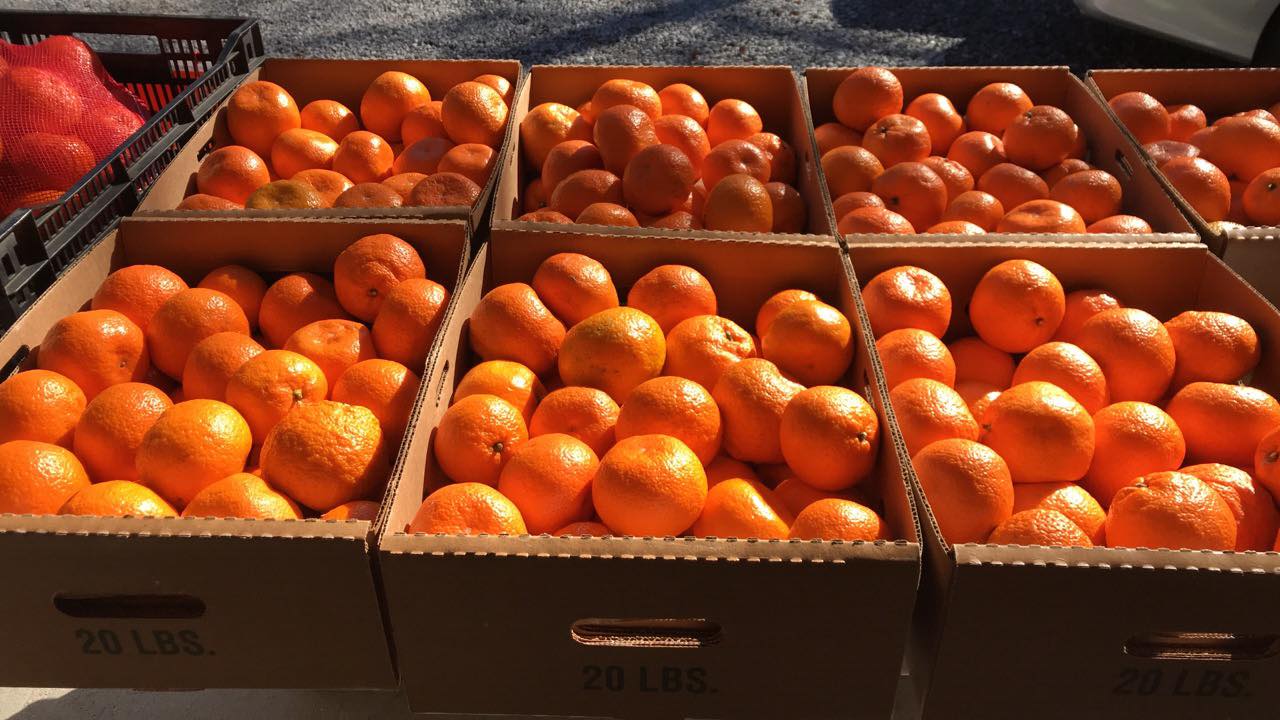 Mert's Satsumas Genuine MississippiGenuine Mississippi