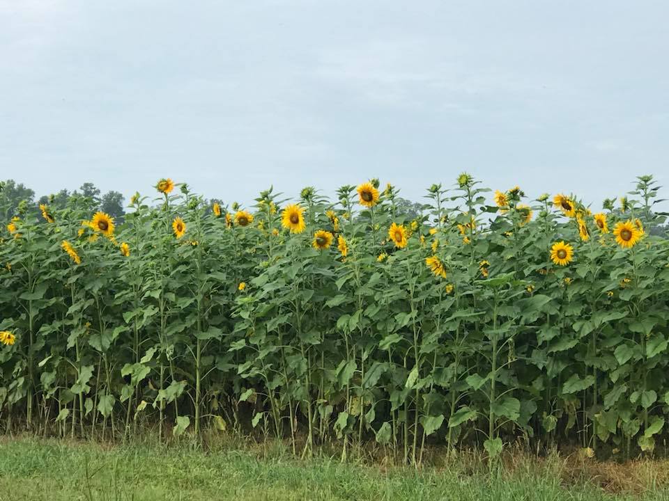 Sandy Run Farm & Nursery LLC Genuine MississippiGenuine Mississippi