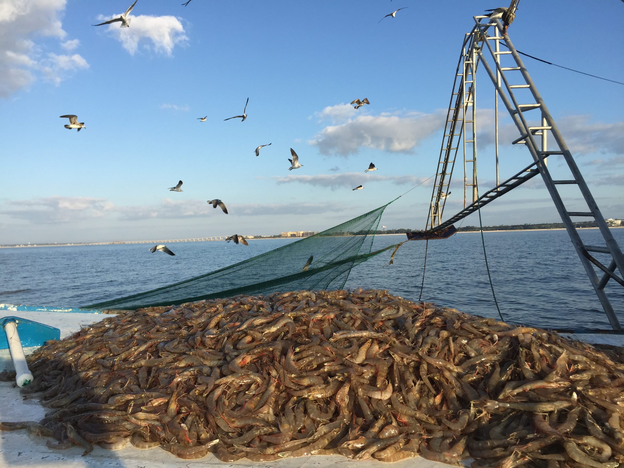 Mississippi Commercial Fisheries United Genuine MississippiGenuine