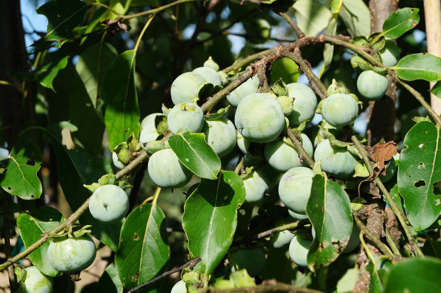 Bass Pecan Company Genuine MississippiGenuine Mississippi