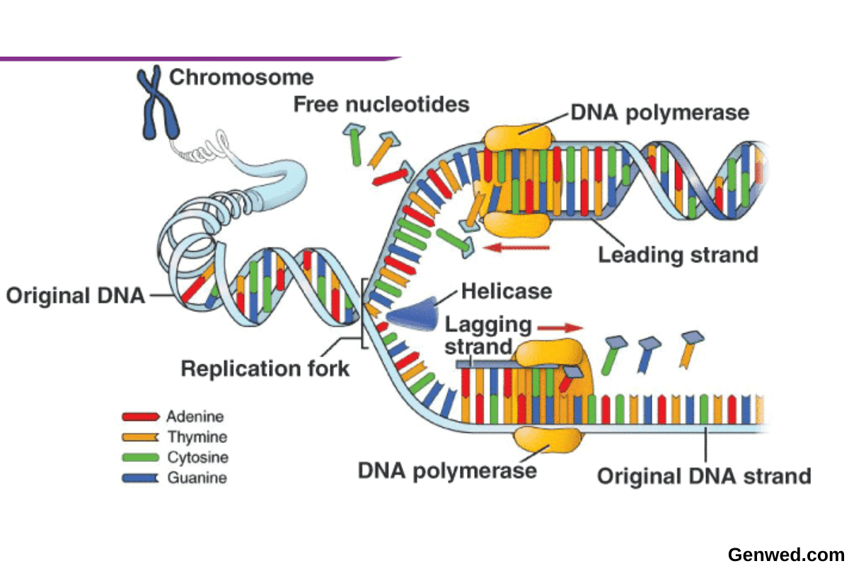 The Semi-Conservative Process, DNA Replication - Gen Wed