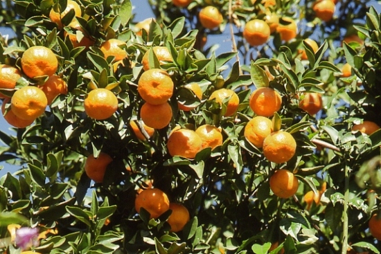 ﻿The cultivation of oranges in Mexico GeoMexico, the geography of Mexico