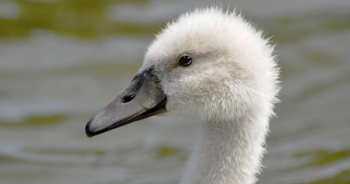 Portrait de bébé cygne, Geo.fr