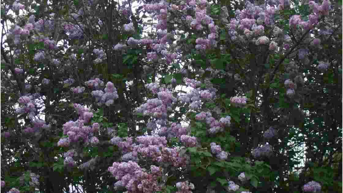 Lilas d'Espagne_ou_Valériane rouge, Geo.fr