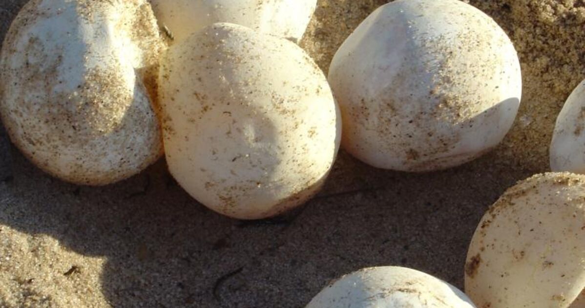 oeufs de tortue Luth, Geo.fr