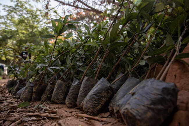 Le Ghana plante 5 millions d'arbres dans une campagne de reforestation