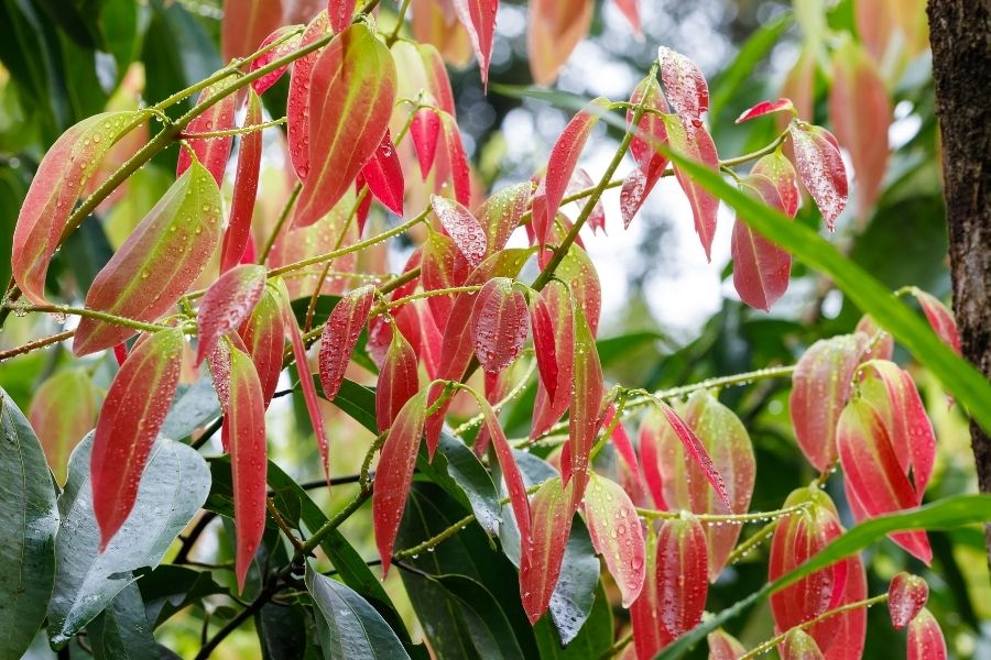 A Comprehensive List Of Interesting Plants I’ve Seen in Tanzania