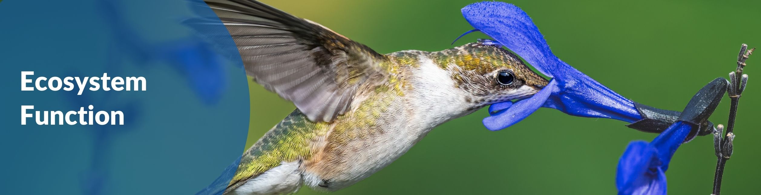Ecosystem Function – GEO BON