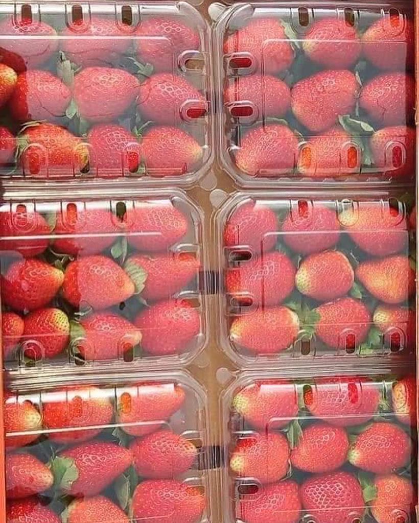 Strawberry Top Exporter for Fresh fruits in Egypt