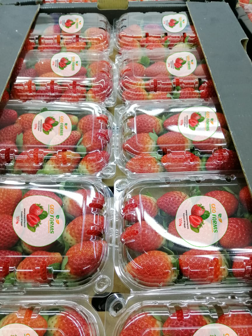 Strawberry Top Exporter for Fresh fruits in Egypt