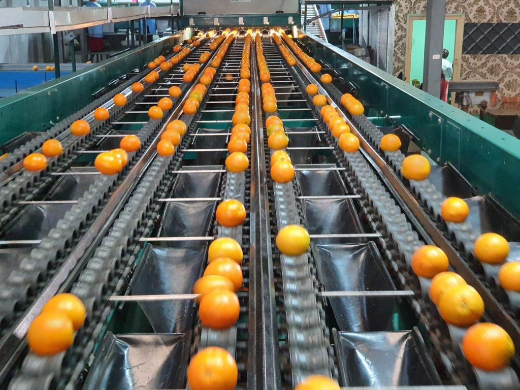 Citrus Producer in Egypt I Organic Oranges with Global GAP