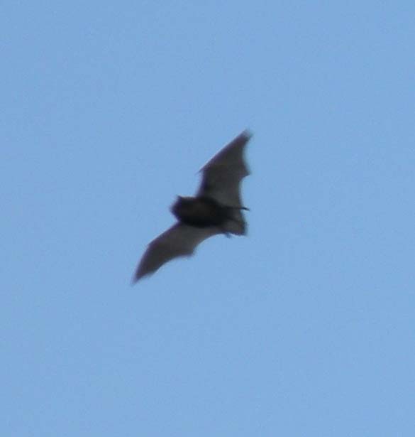Daylight bats.. Geoff Jones