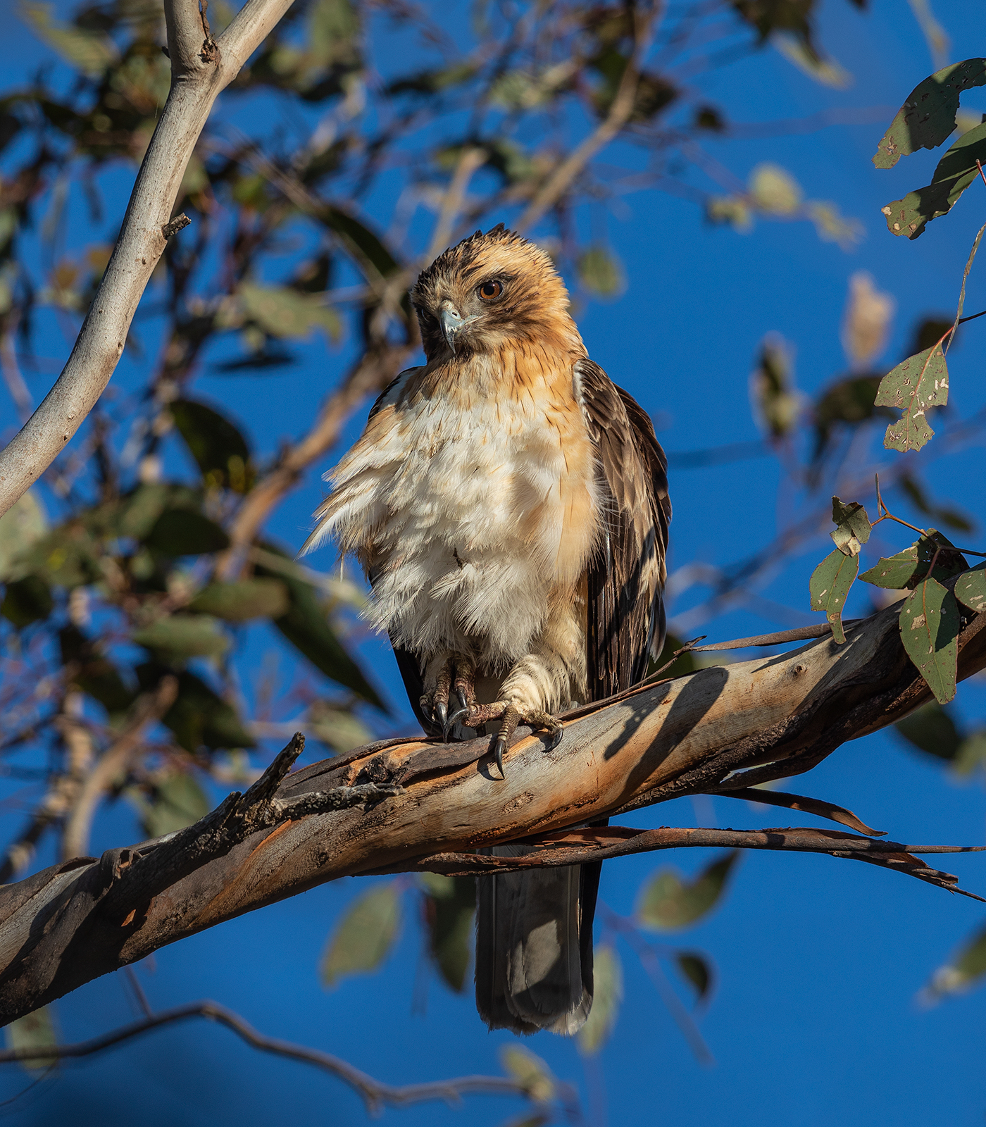 Rich times at the ‘shine’ Natural Newstead