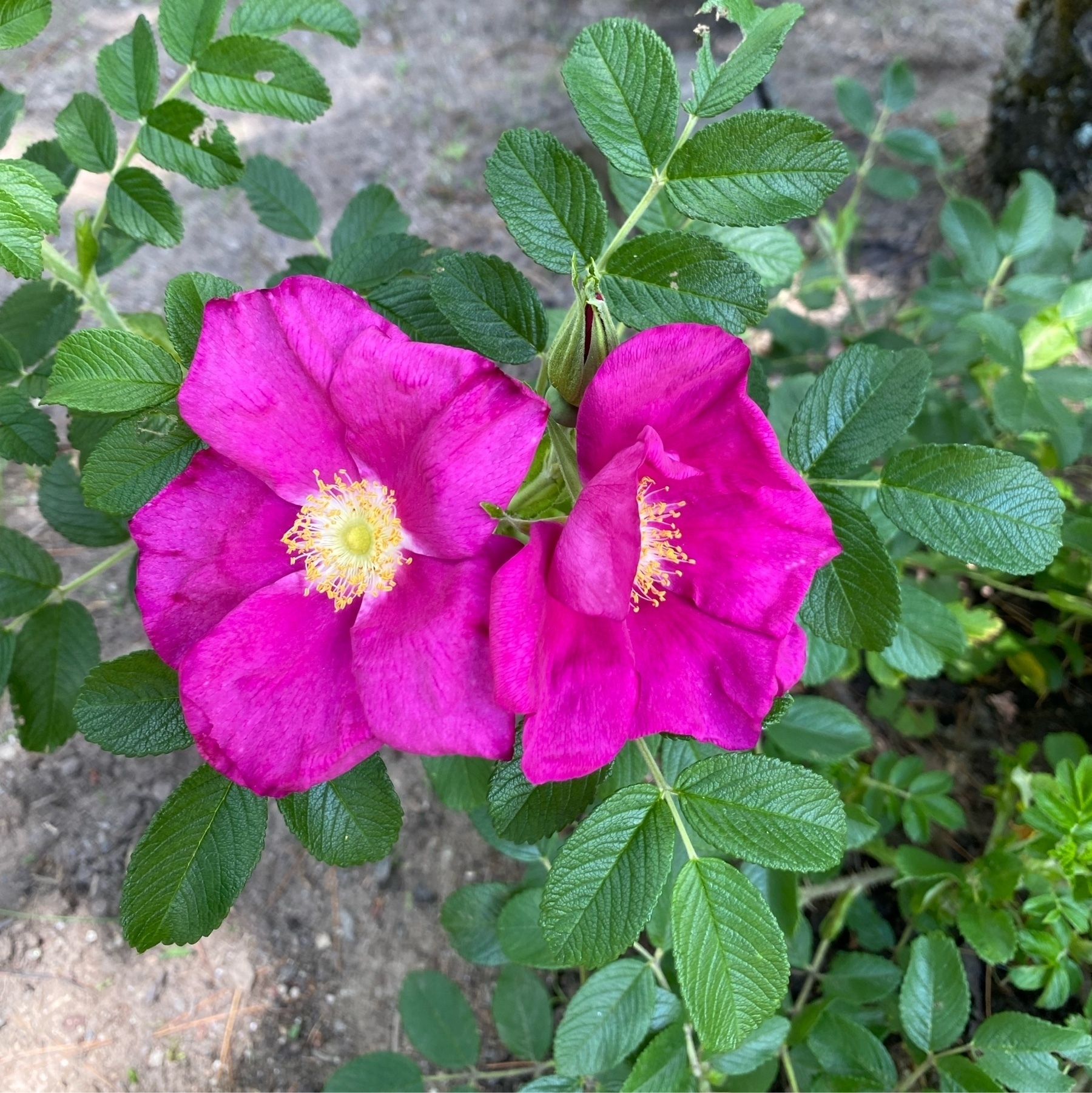 Geoff Parker Kansas City at Knepper blog