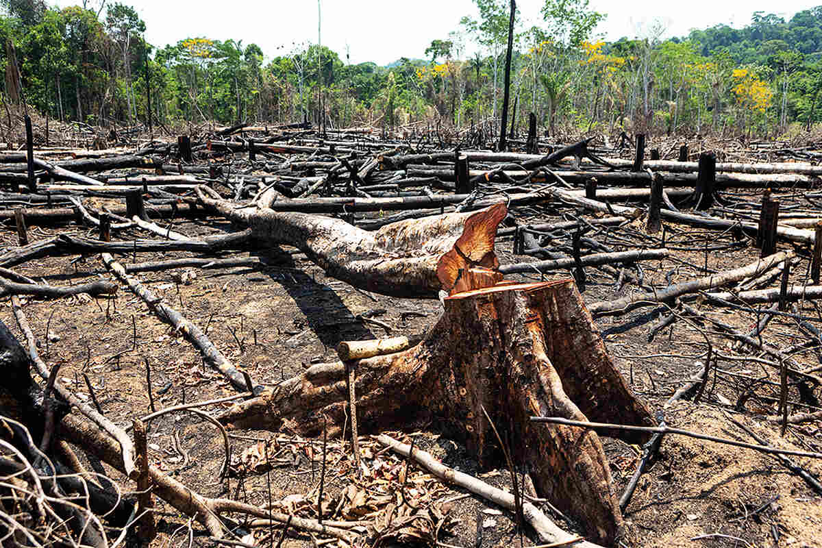 A story of deforestation and exploitation in the Amazon Geographical