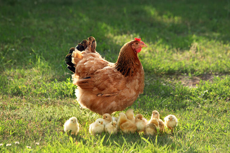 Will chickens power the world? Geographical
