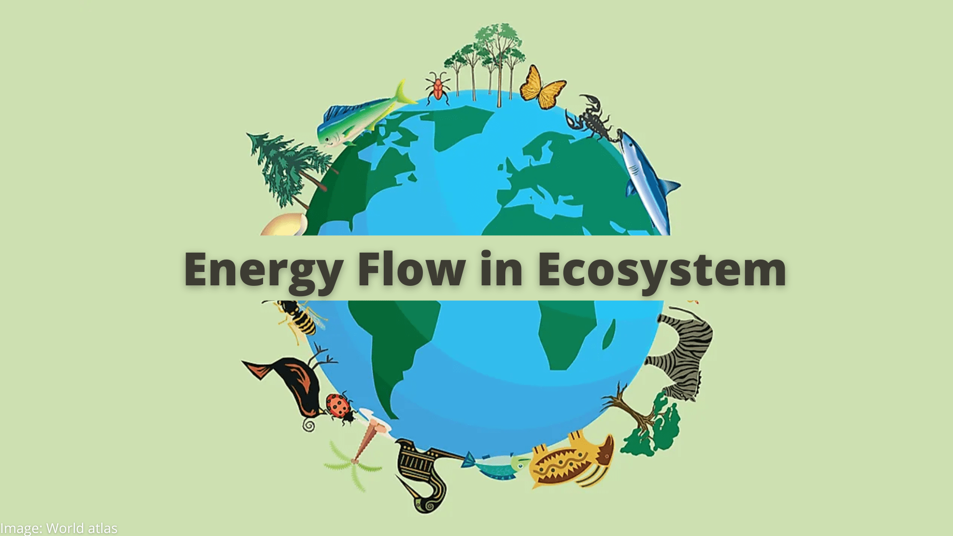 Energy Flow in Ecosystem - Geographic Book