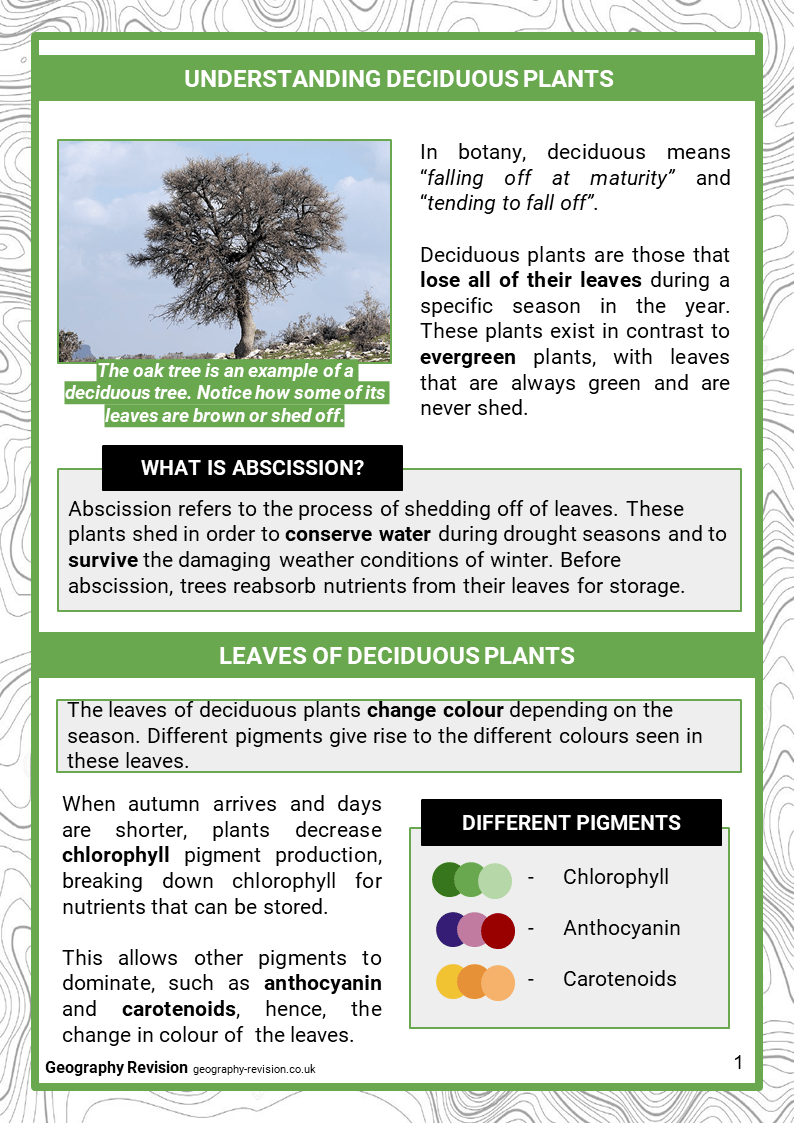 Deciduous Forests GCSE Geography Resources & Revision