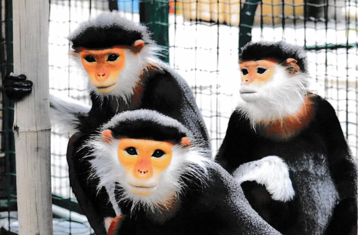 The World's Most Beautiful Monkey Geography Scout