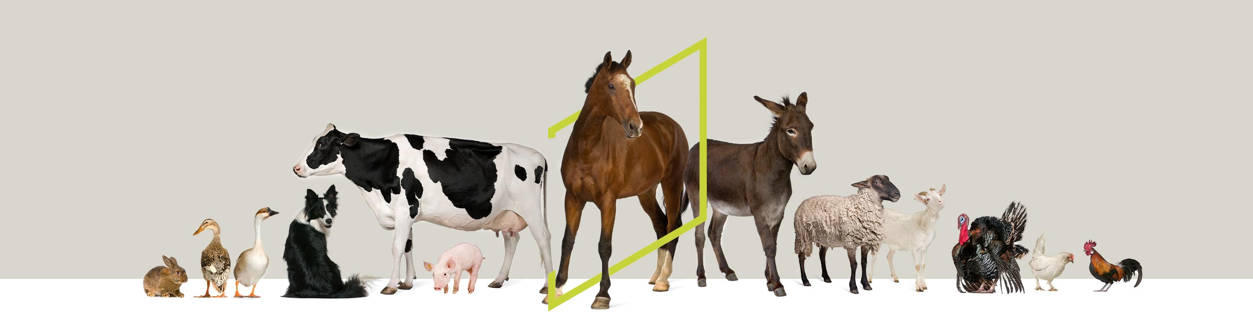 Geohellas Animal Feed & Hygiene