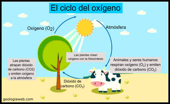 Ciclo del Oxígeno [ Características ] Etapas, Importancia