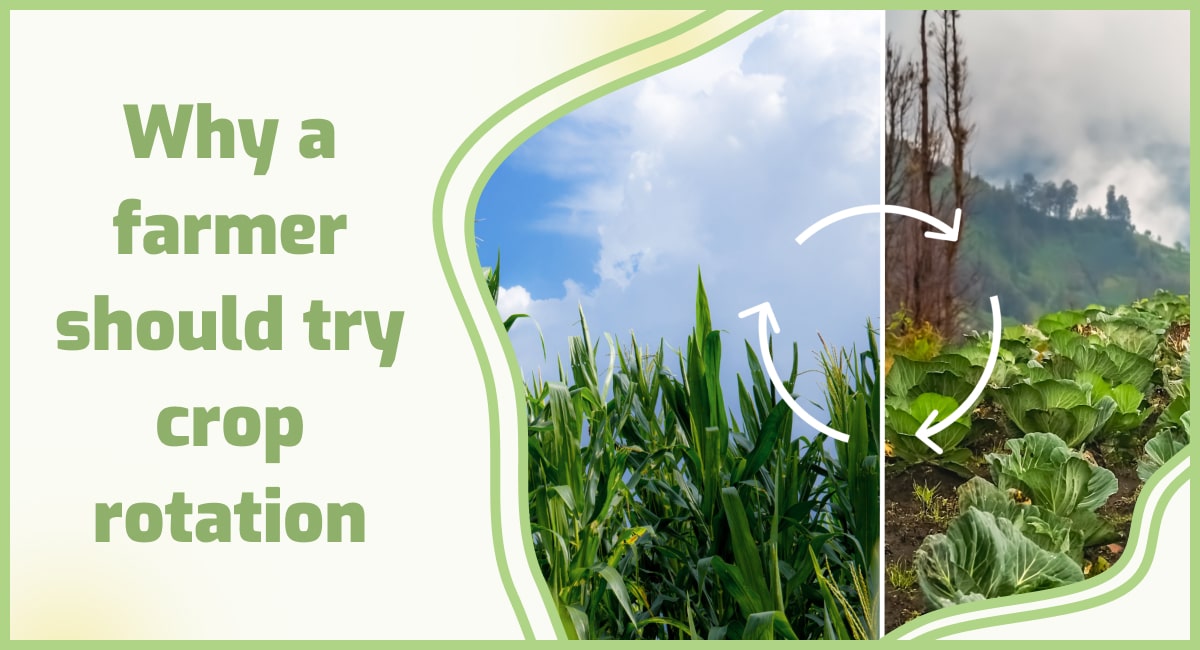 Advantages of crop rotation 🍃