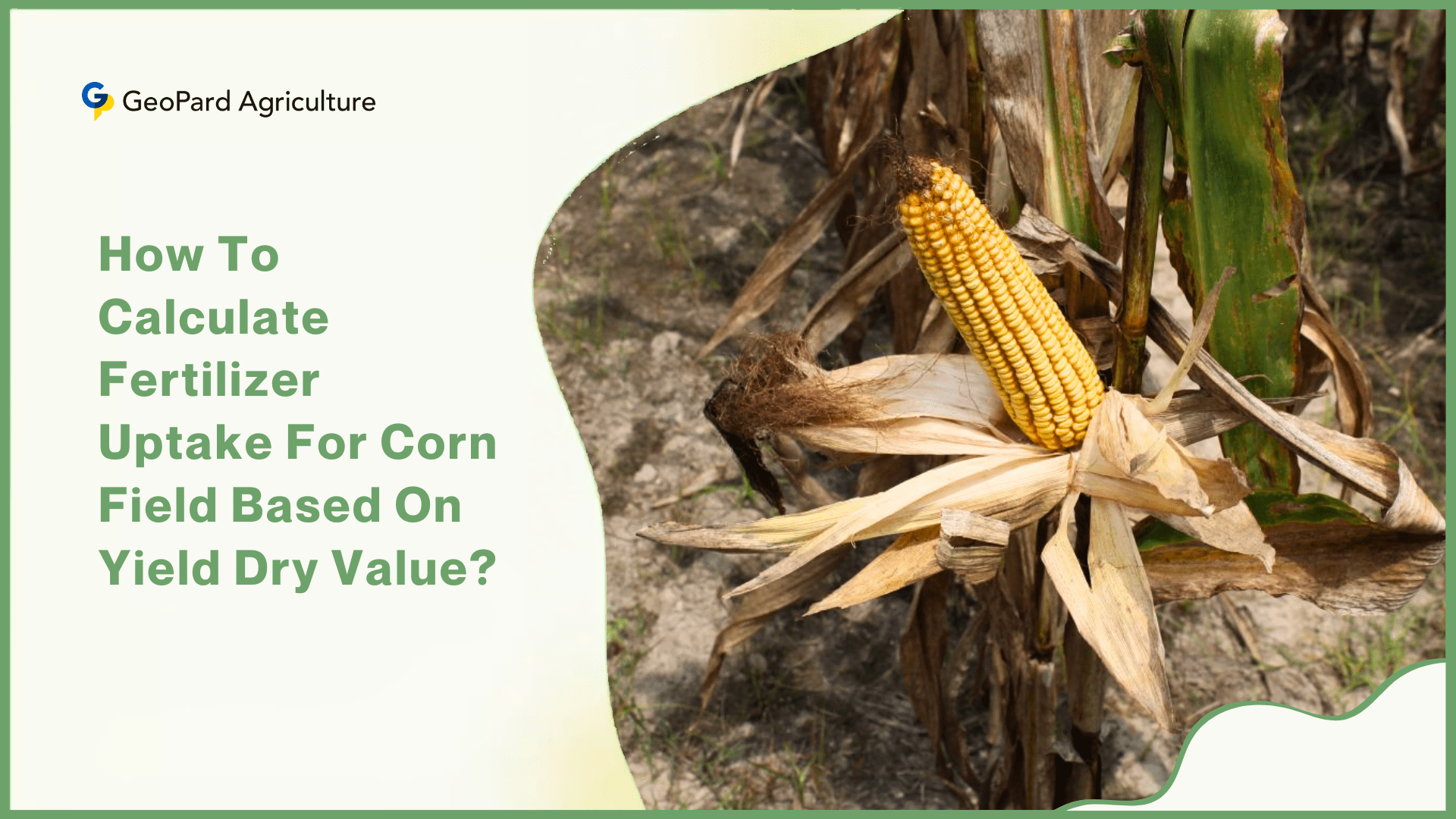 How To Calculate Fertilizer Uptake For Corn Field Based On Yield Dry Value?