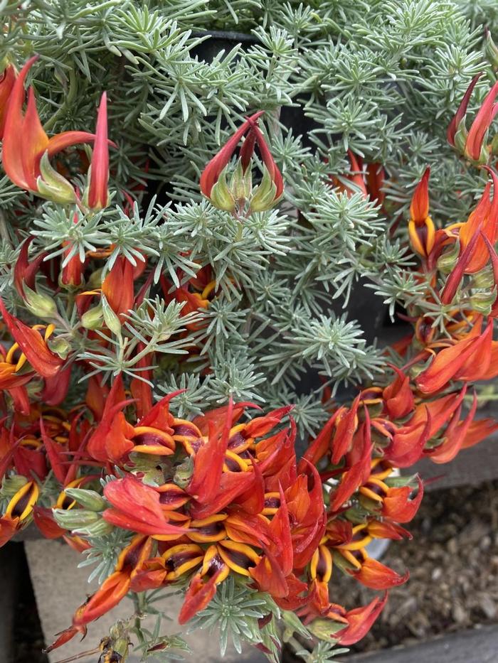 Lotus 'Amazon Sunset' Lotus from Didden Greenhouses, Inc.