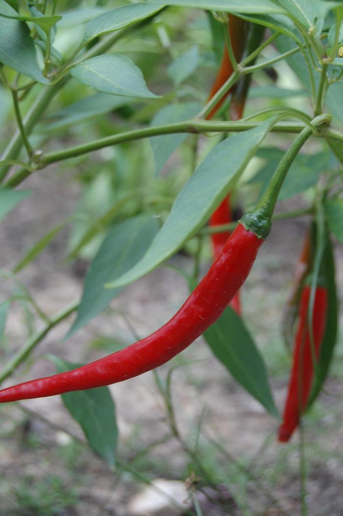 Capsicum annuum 'Cayenne Long Thin' Hot Pepper from Didden