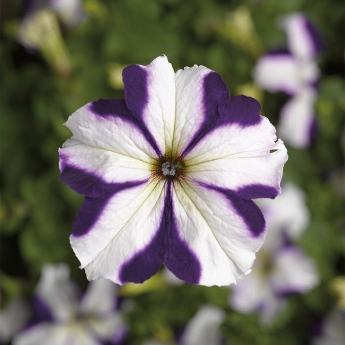 Petunia grandiflora 'Blue Star' Petunia from Didden Greenhouses