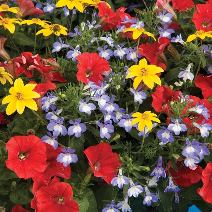 Combination Planter 'Fire and Ice™ Mix' from Didden Greenhouses