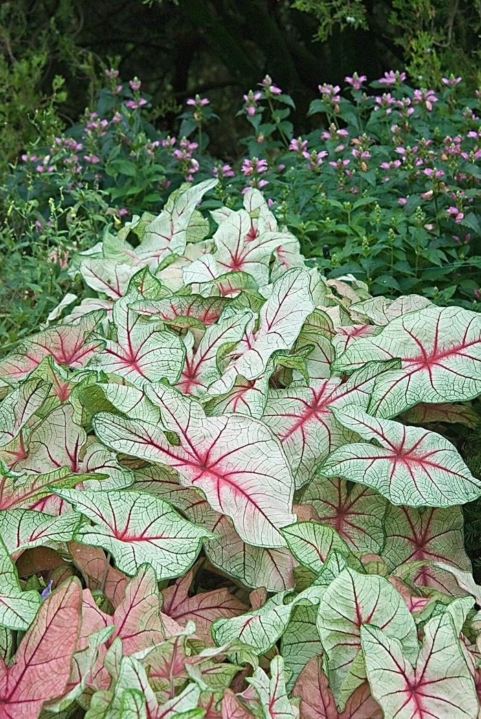 Caladium bicolor 'White Queen' Caladium from Didden Greenhouses, Inc.