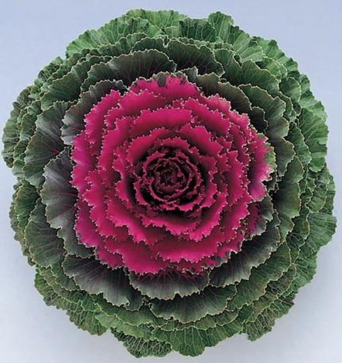 Brassica oleracea Ornamental Kale from Didden Greenhouses, Inc.