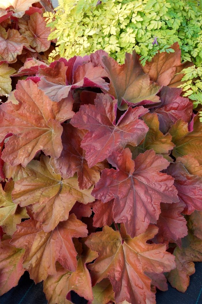 Heuchera 'Southern Comfort' Coral Bells from Didden Greenhouses