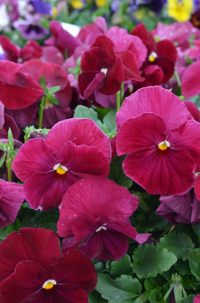 Viola x wittrockiana 'Rose' Pansy from Didden Greenhouses, Inc.