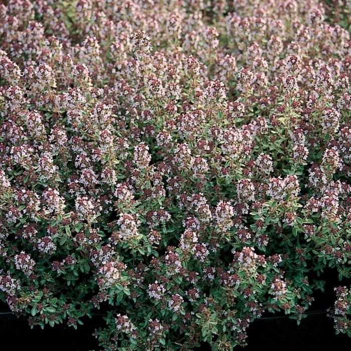 Thymus x citriodorus 'Silver Queen' Thyme from Didden Greenhouses, Inc.