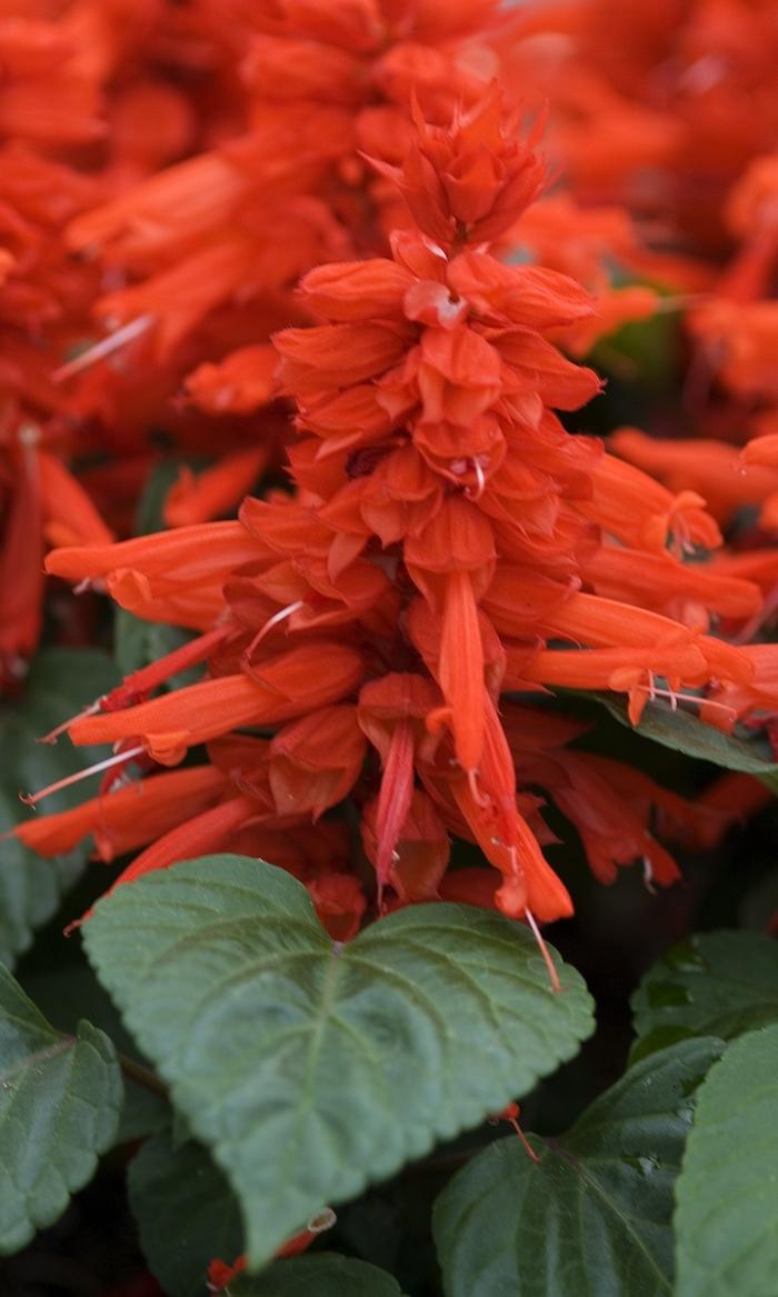 Salvia splendens 'Red Hot Sally II' Sage from Didden Greenhouses