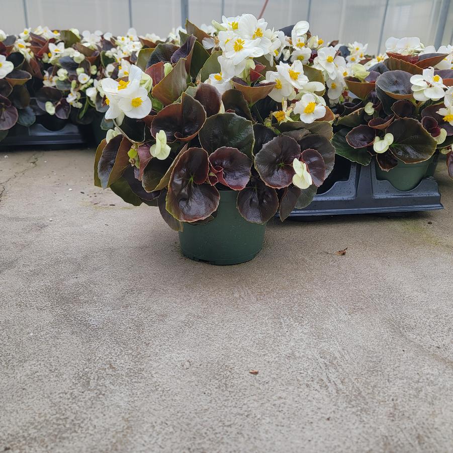 Begonia semperflorens 'Senator Bronze Leaf White' Wax Begonia from