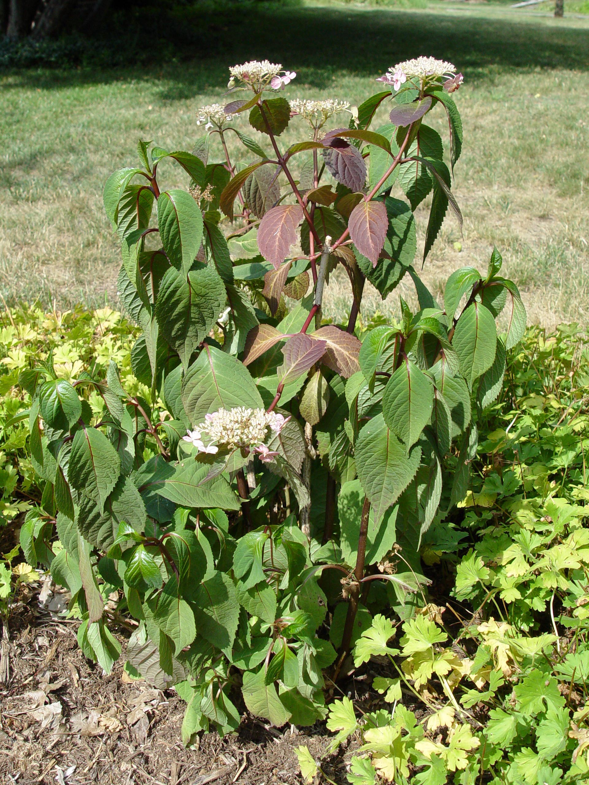 Heat’s Toll on the Garden Garden Housecalls