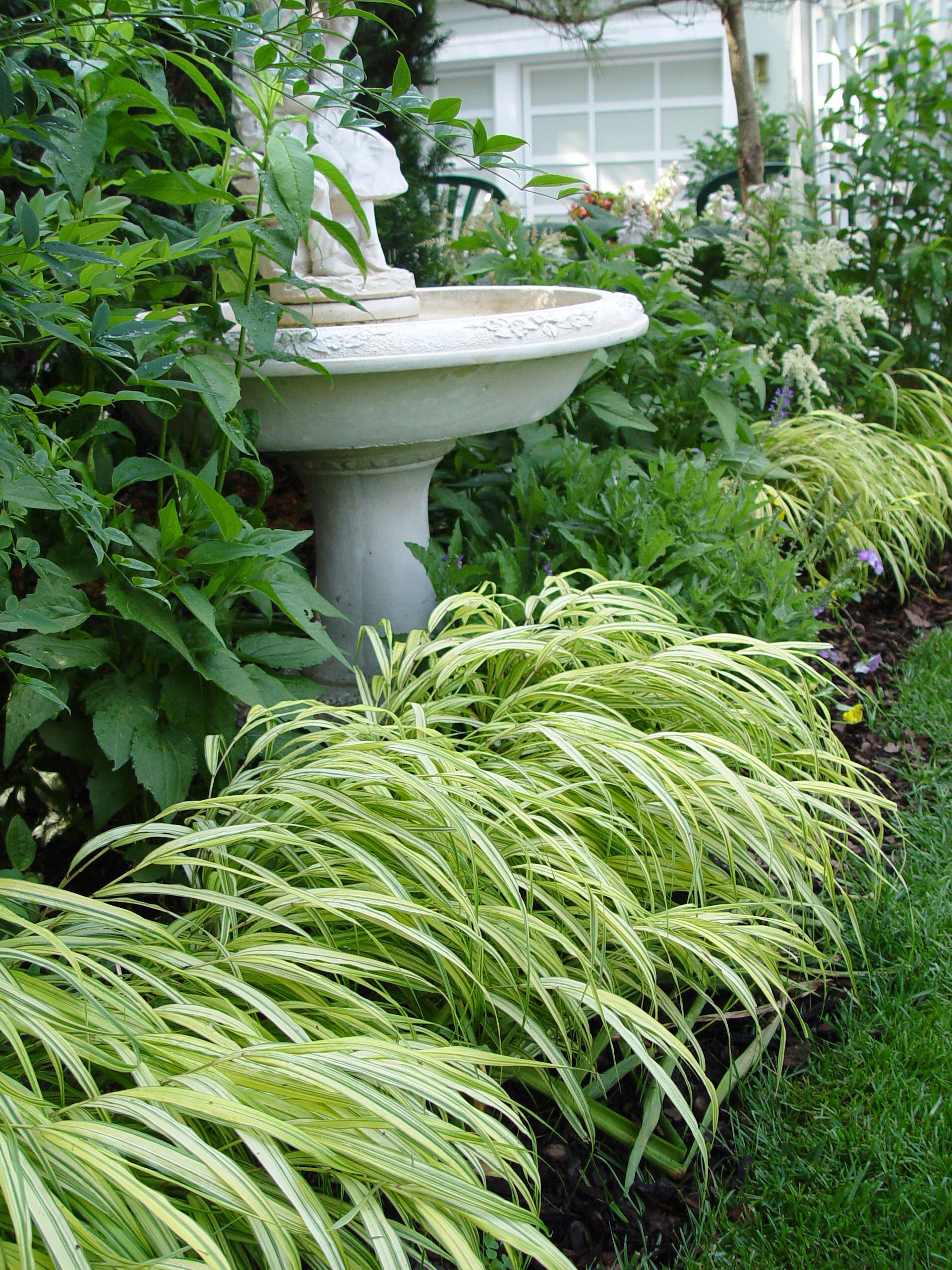 Golden variegated Japanese forestgrass Garden Housecalls