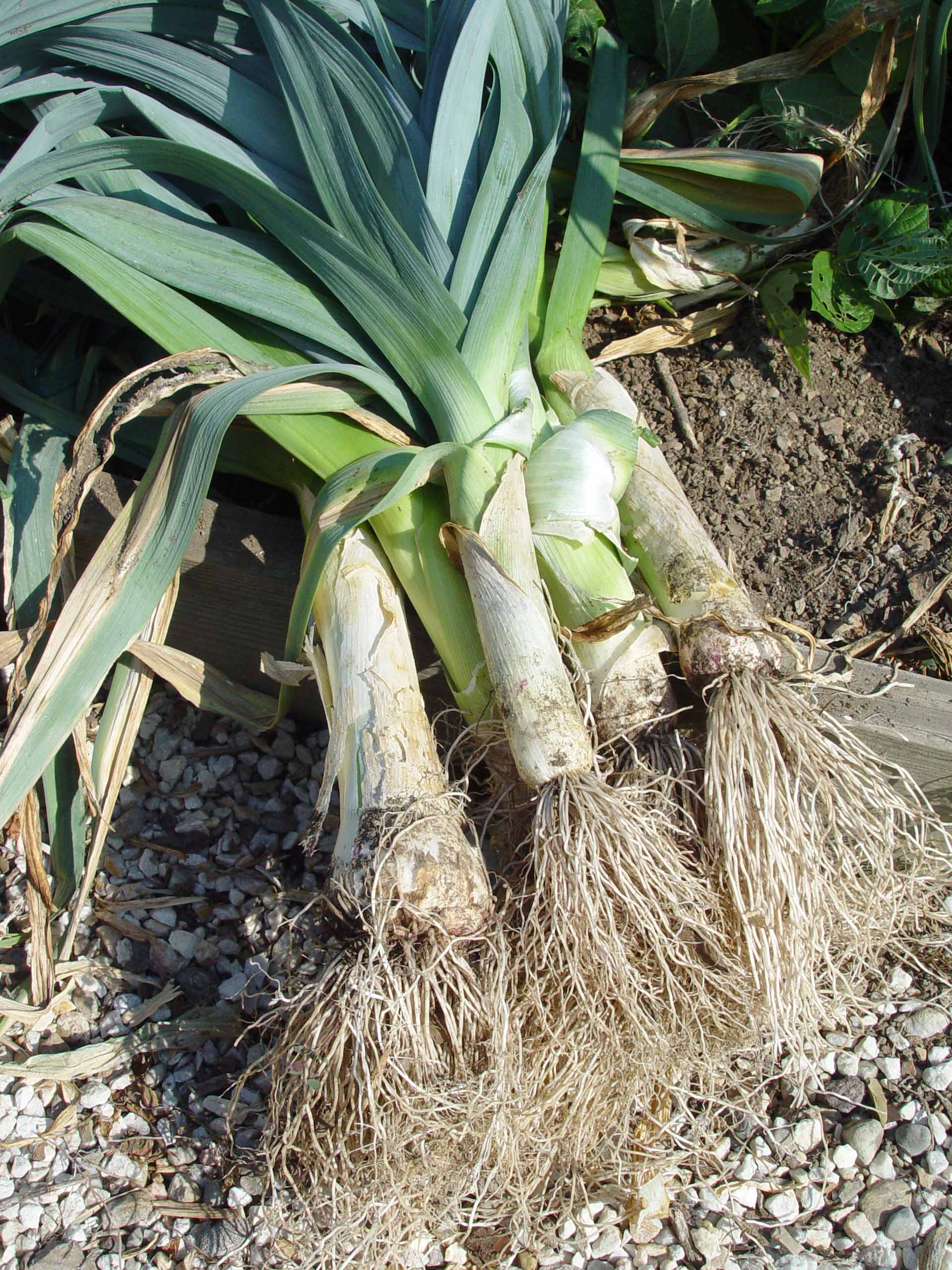 Leeks Garden Housecalls