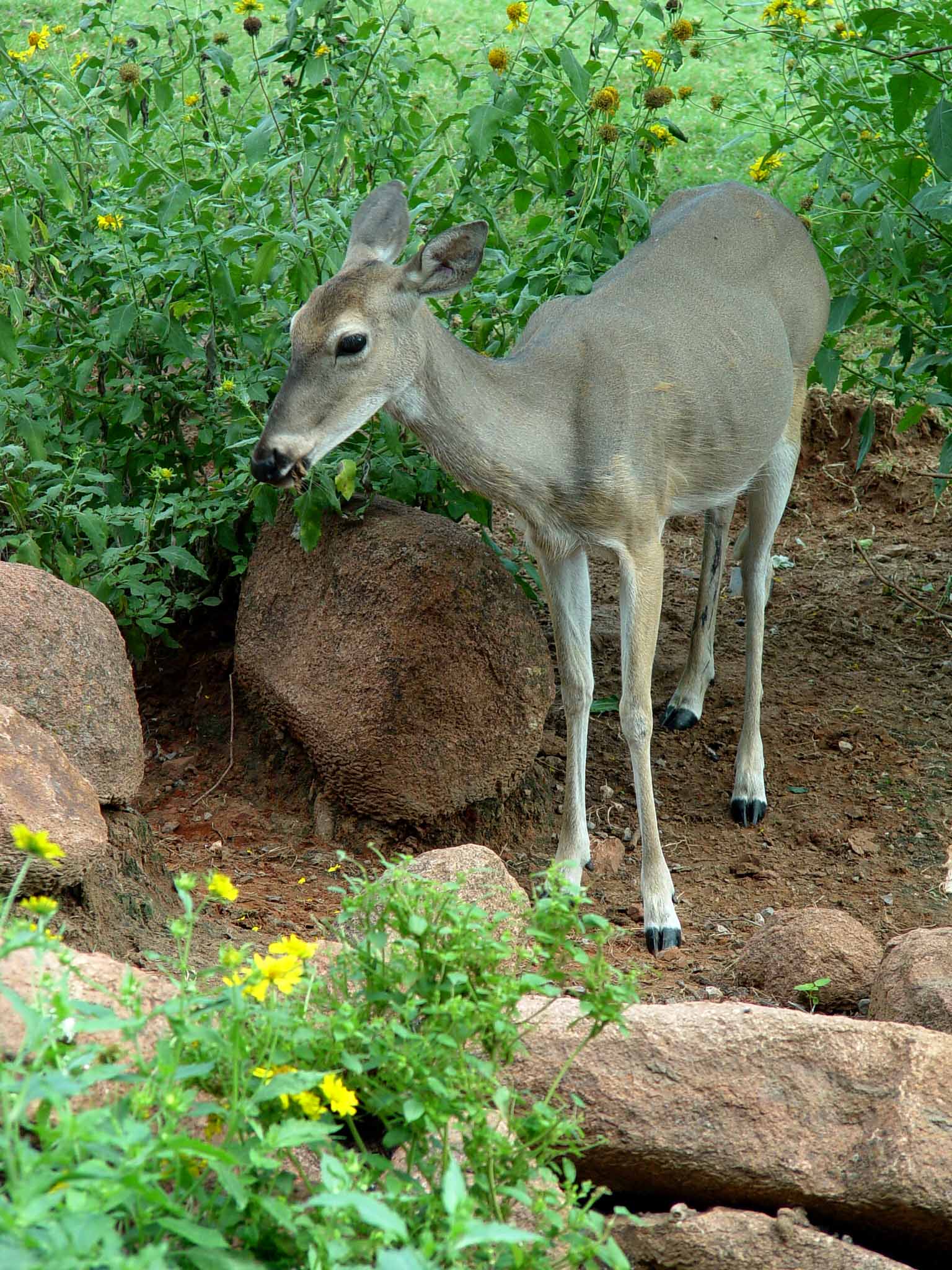 Deer in the Garden Garden Housecalls